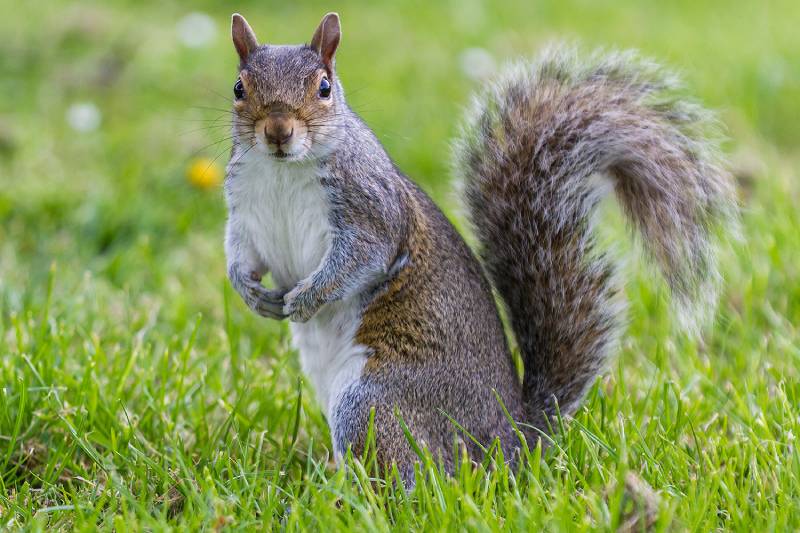 Squirrel Trapping, Exterminator And Removal Service Ann Arbor, Michigan