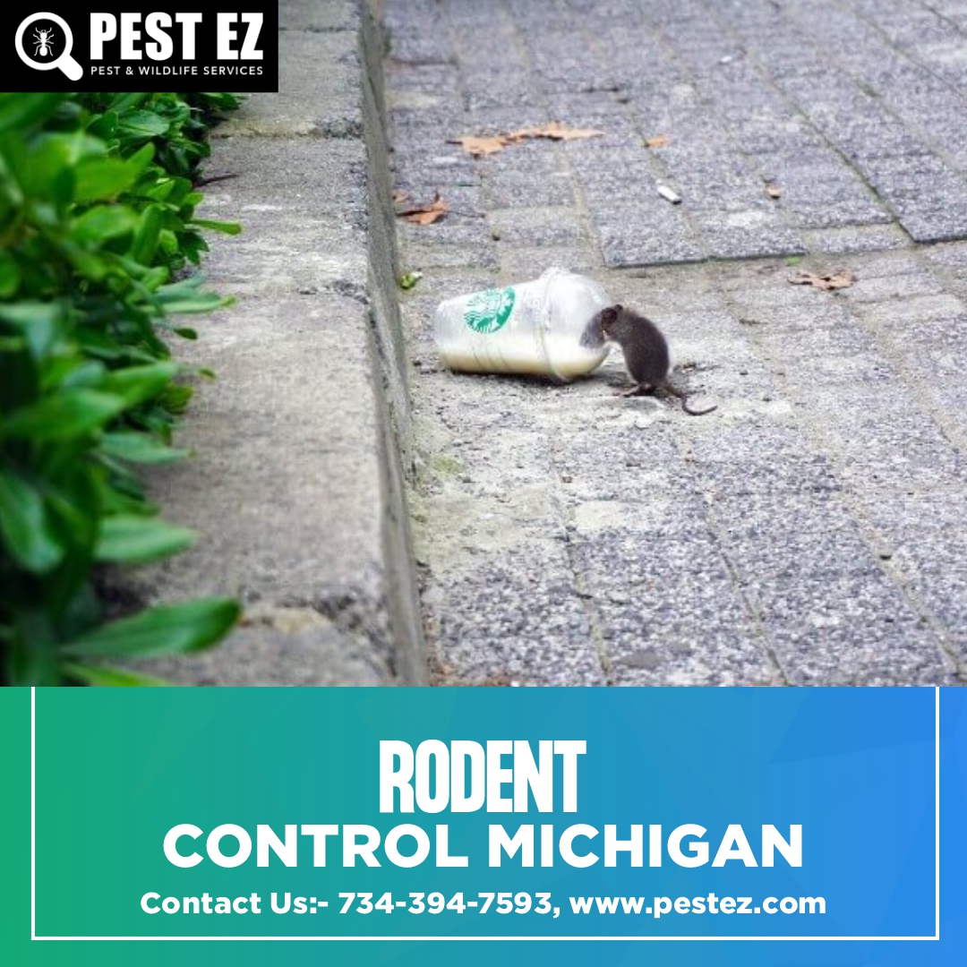 A Complete Guide to Rodent Control in Michigan PestEZ Master