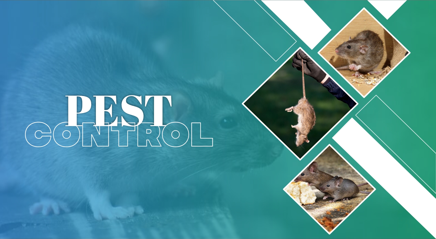 The Many Benefits of a YearRound Pest Control Plan PestEZ Master