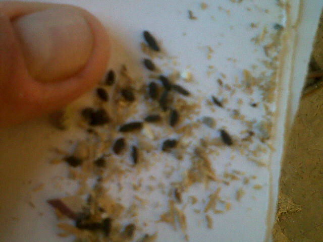 Mice and Rat Extermination and Removal Pest Free Living