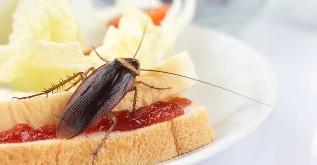 Are Cockroaches A Problem In Portland, Oregon PestLock
