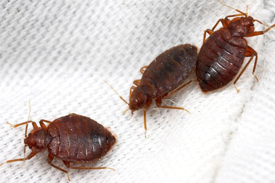 Bed Bug Killer