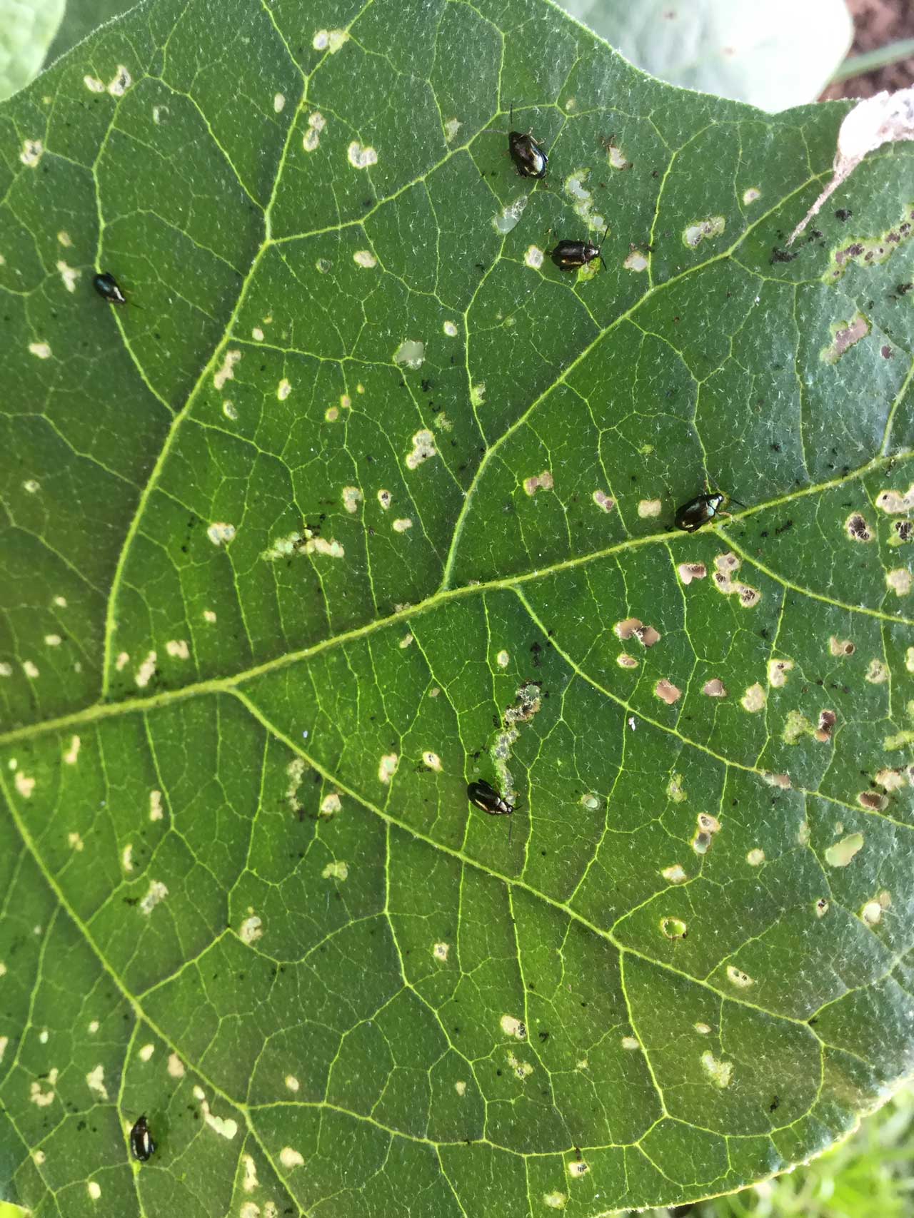 Crops > Vegetables > Eggplant > Phylliodes, flea beetle, eggplant, Fiji