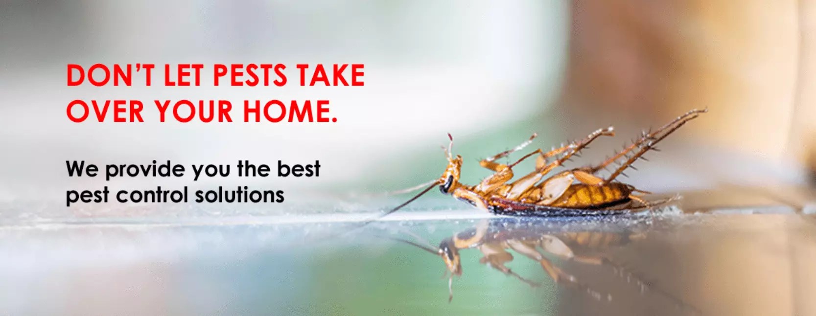 Pest Control Services in Hyderabad, Kukatpally, Miyapur, Madhapur