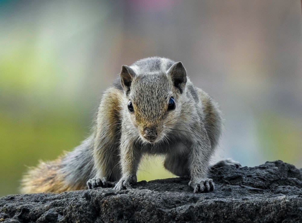 Do Grey Squirrels Kill Birds Pests Banned