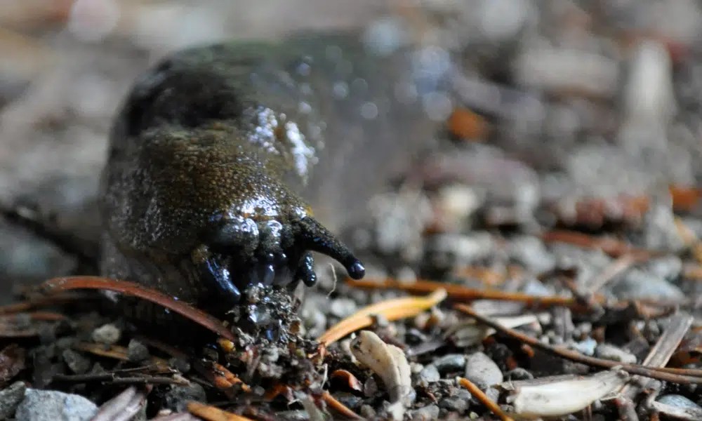 Do Slugs Have Teeth? Pests Banned