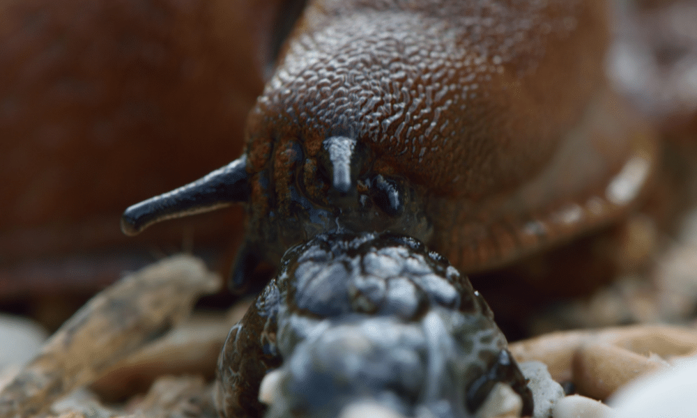 How Do Slugs Reproduce? Pests Banned