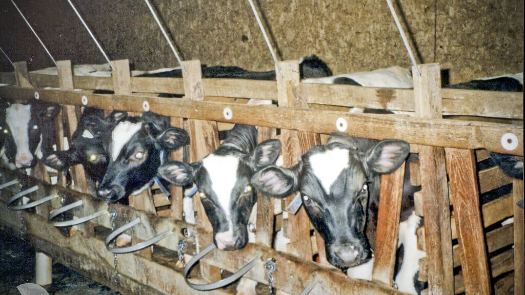 Beyond the Surface Unmasking the Hidden Reality of Veal Pet Abuse