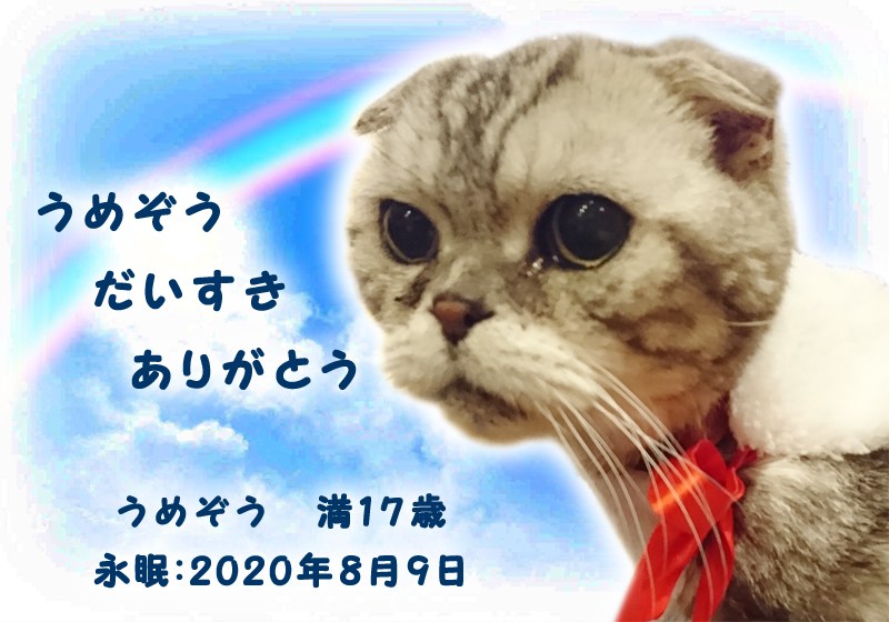うめぞう ｜ おもひで広場│ジャパンペットセレモニーメモリアルフォト