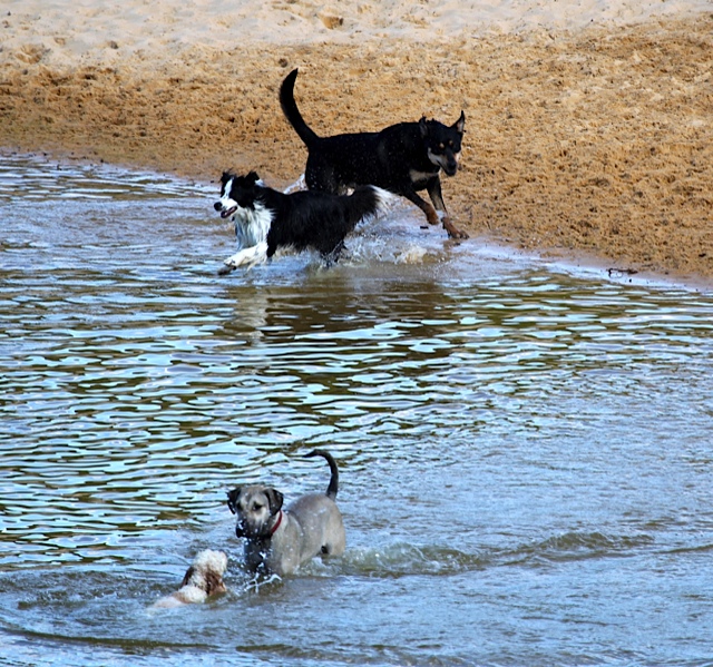 Dog Friendly Beach Curl Curl Lagoon Travelling with Pets Dog