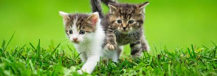 This may reflect their illusions about hurting the baby if they aren't perfectly healthy or safe. Four reasons to get two kittens instead of one - pet-happy.com