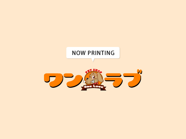 モルモット 不明 小動物販売・詳細 ペットショップ ワンラブ