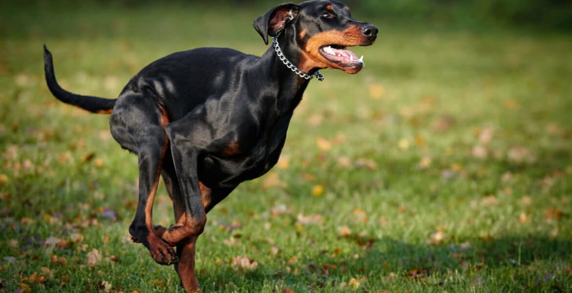 How Much Exercise Do Dobermans Need? Pet365