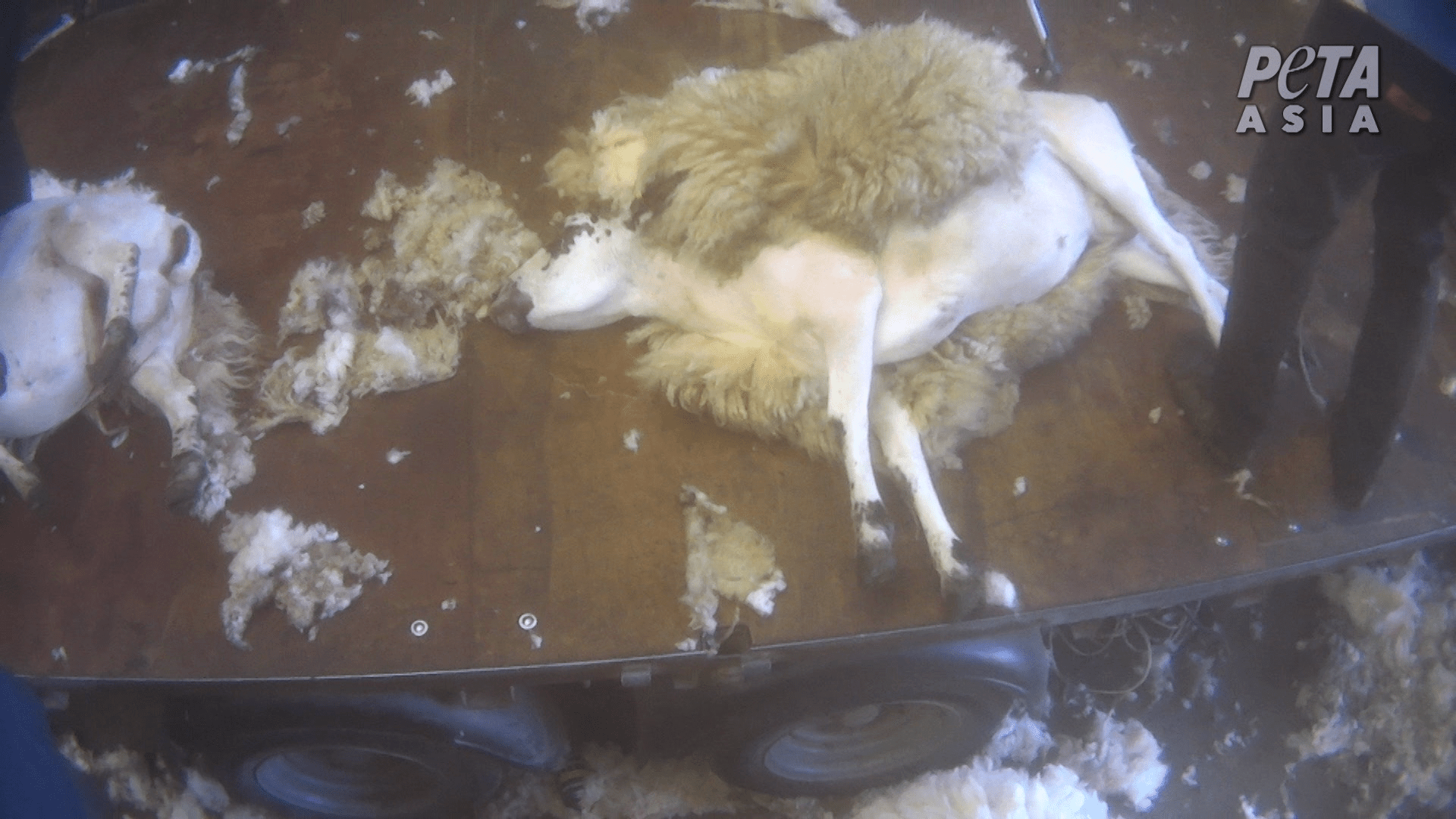 BREAKING Investigation Exposes Rampant Cruelty to Sheep in Scotland