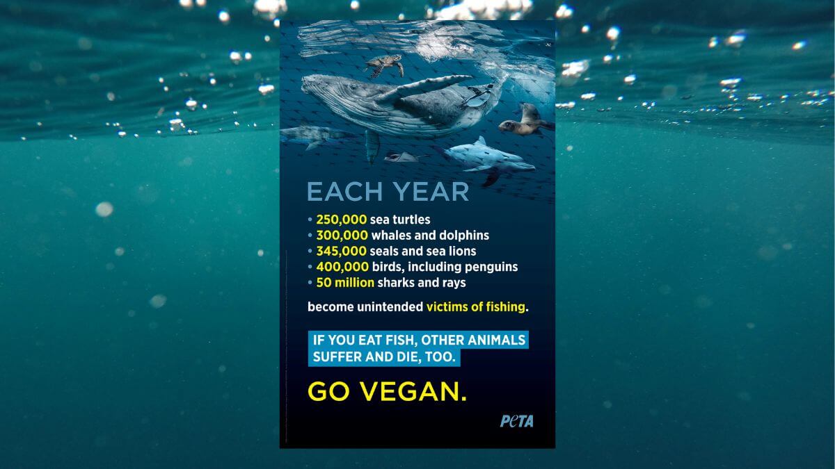 NZ Plastics Ban Ignores the Ocean’s Most Harmful Litter News PETA
