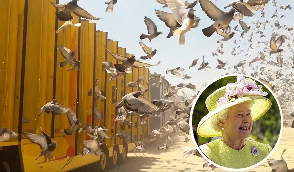 Breaking Investigation Queen's Pigeons Perish in South African Million