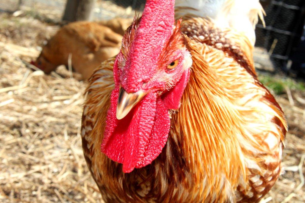 Animals Used for Food Issues PETA Australia