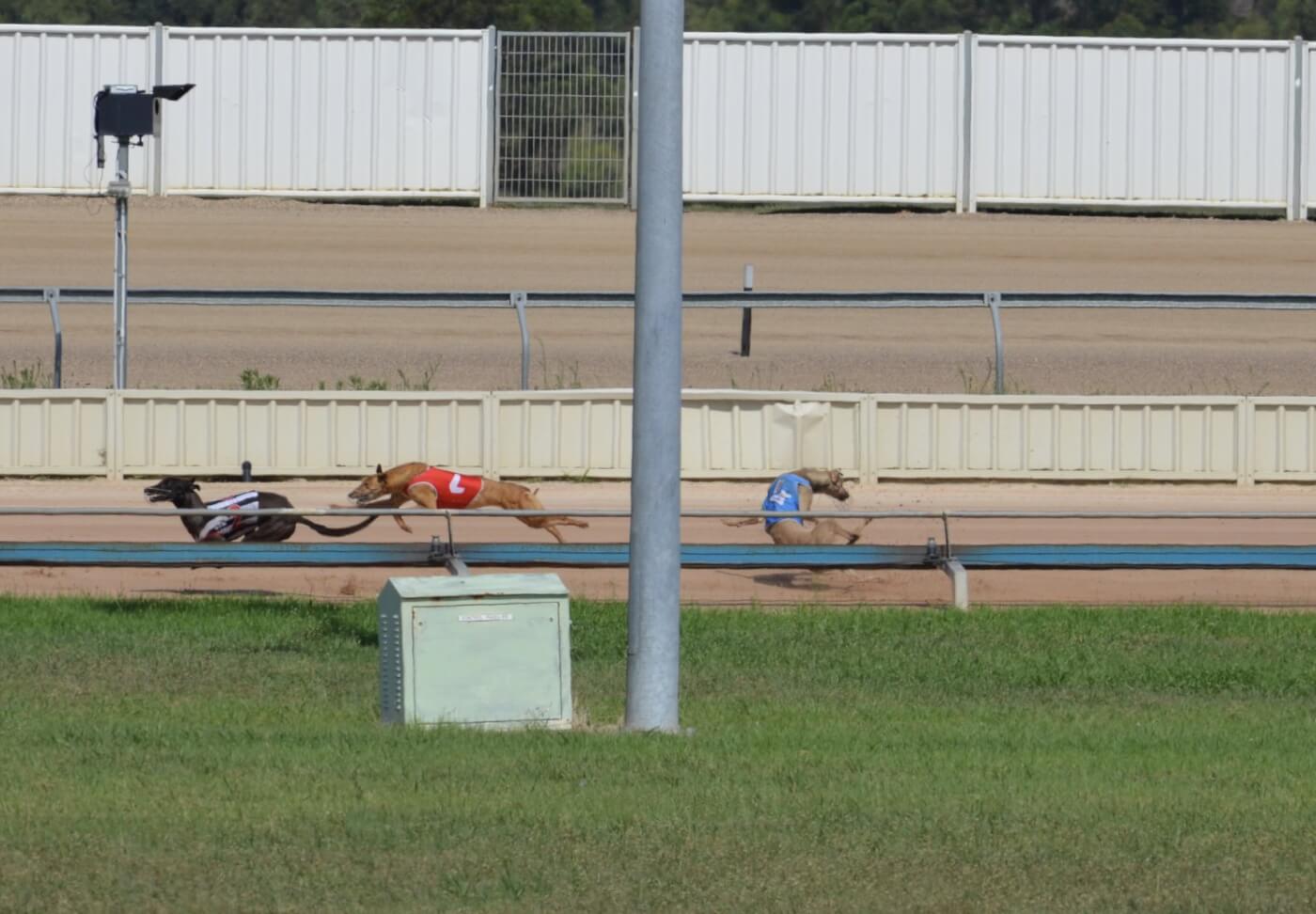 Greyhound Racing 'Man's Best Friend' Abused and Killed