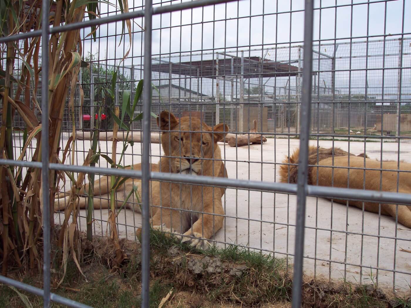 Top 120 + Why is it bad to keep animals in zoos