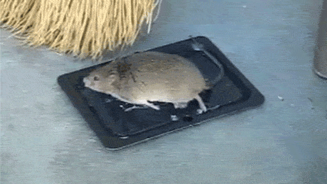 How Glue Traps Ruined My Childhood PETA