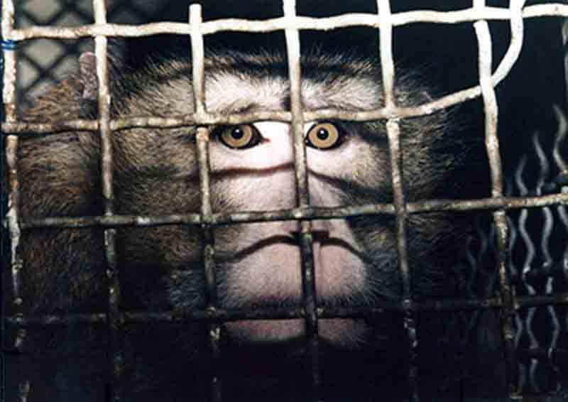 Peta List 2023 Peta's Milestones | Peta