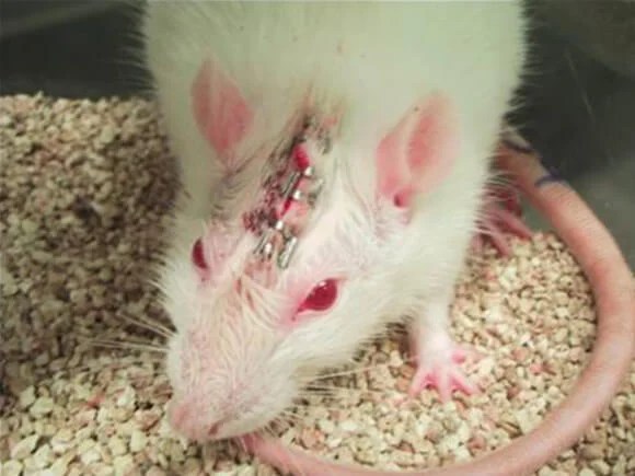 Mice and Rats in Laboratories PETA