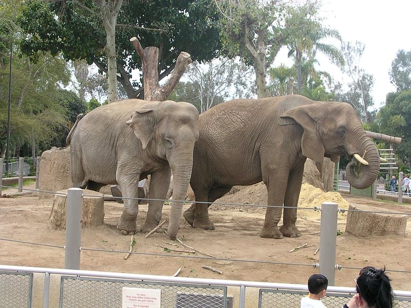 13 Times Zoos Were Bad for Animals PETA