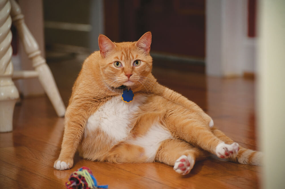 Prevent Your Favorite Feline From An Overweight Cat PETA