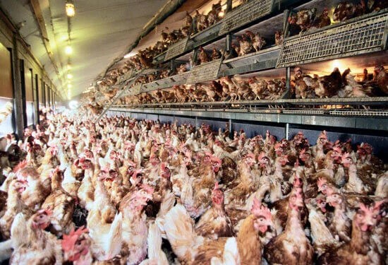 Think You Know 'FreeRange' and 'Cage Free' Chicken? Think Again. One
