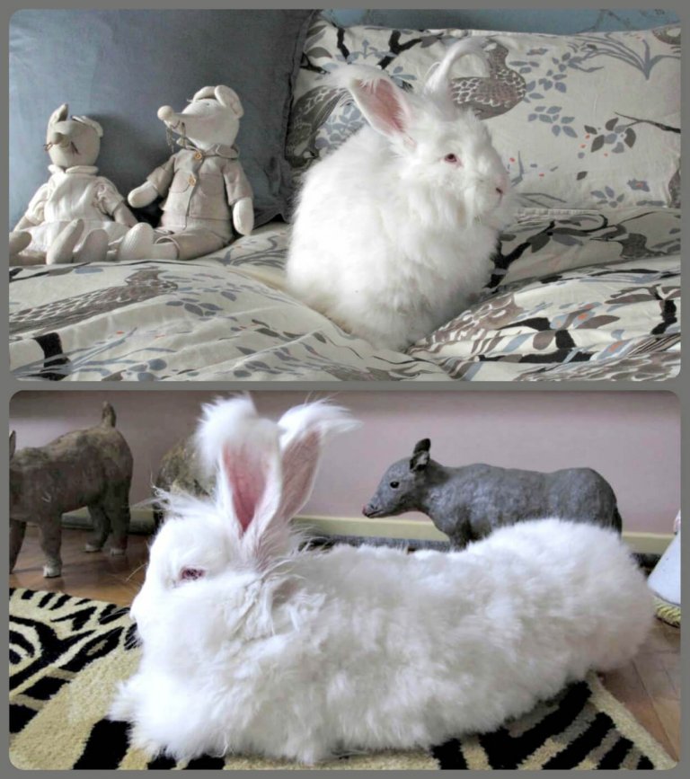More Companies Ban Angora Is Your Favorite on the List? PETA