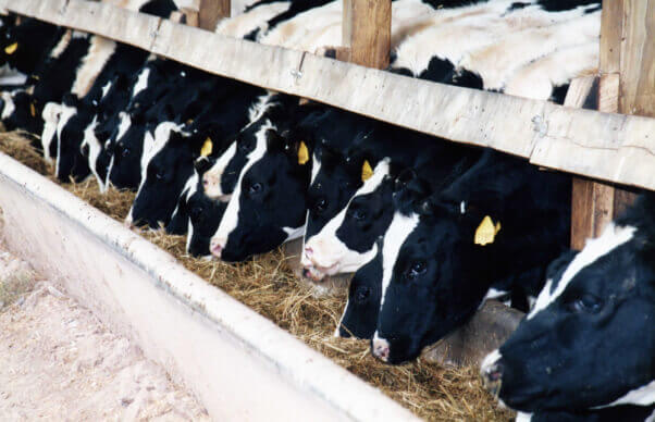 Climate Change and Animal Agriculture, Explained PETA