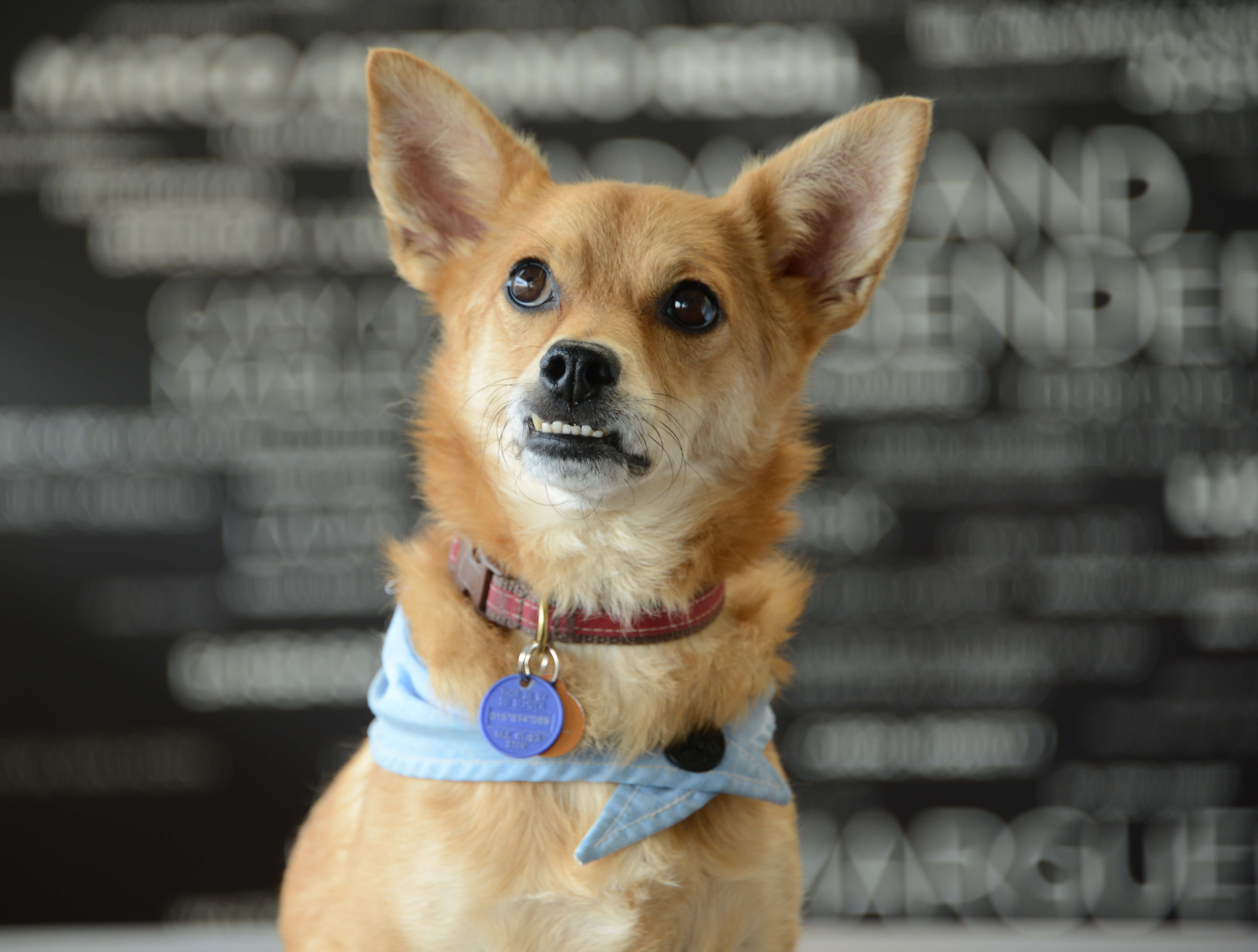27 of the World's Cutest Dog Breeds (Photos) PETA