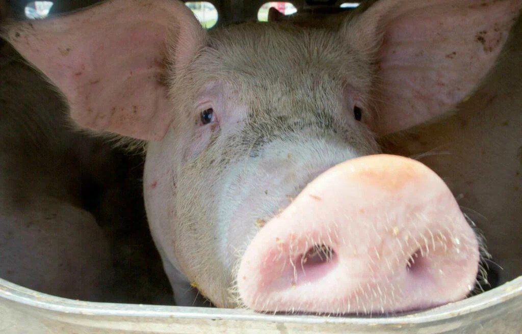 22 Heartbreaking Photos From Pigs' Journey to Slaughter PETA