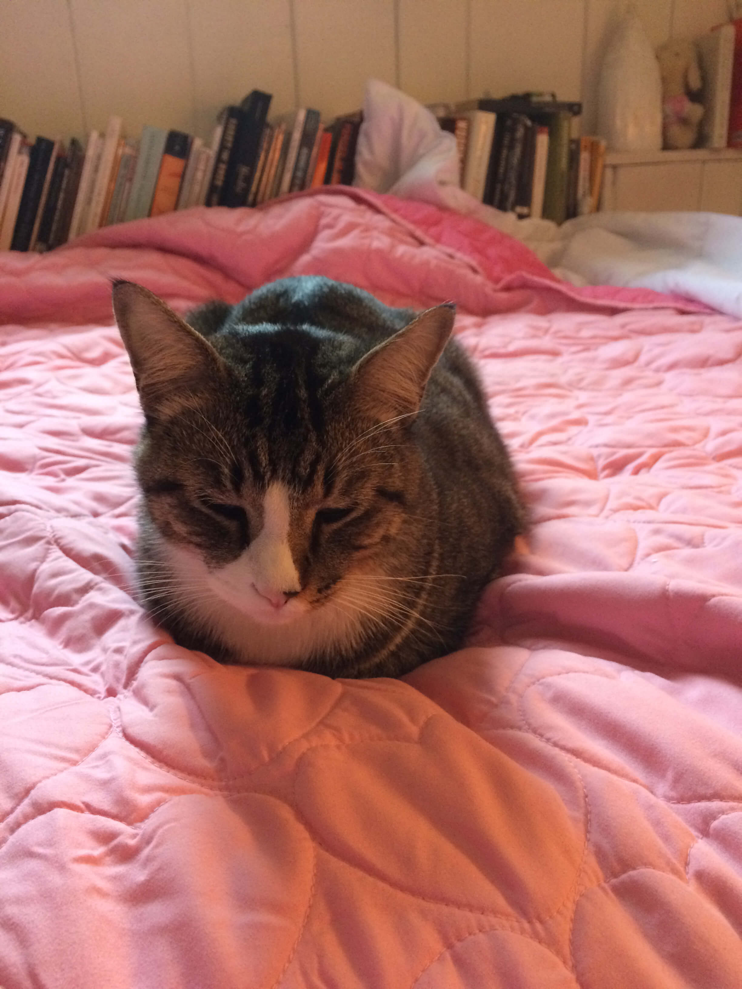 Prevent Your Favorite Feline From An Overweight Cat PETA