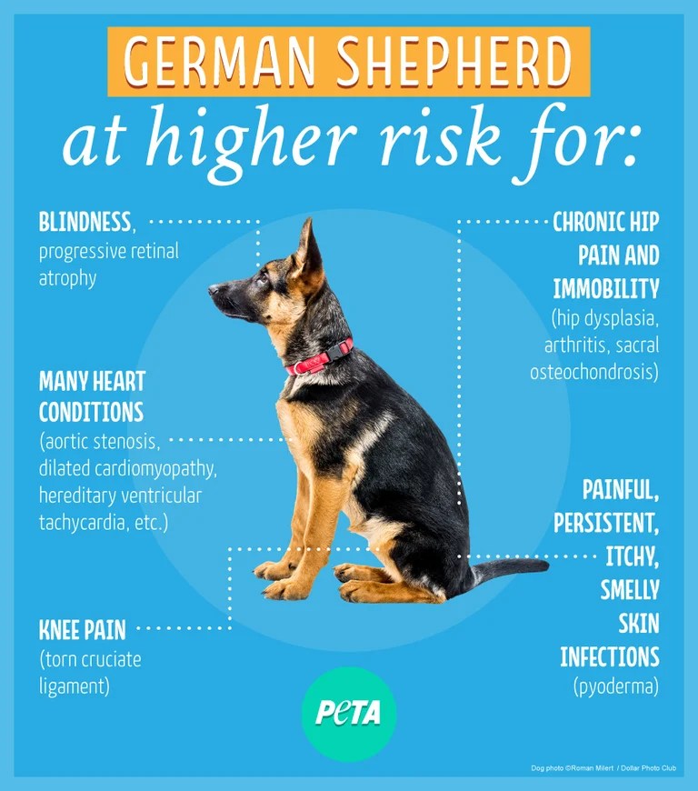 Norway Bans Breeding British Bulldogs, King Charles Spaniels | Peta