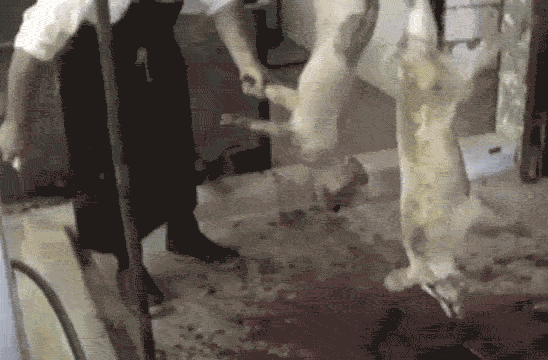 18 Reasons Why Pigs Are The WORST PETA