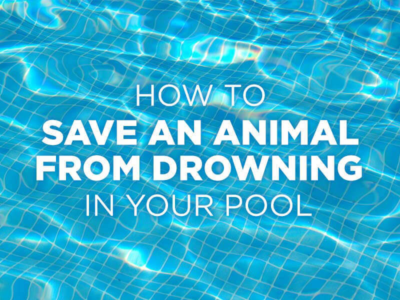How To Prevent Animals From Drowning In Pool poolhj