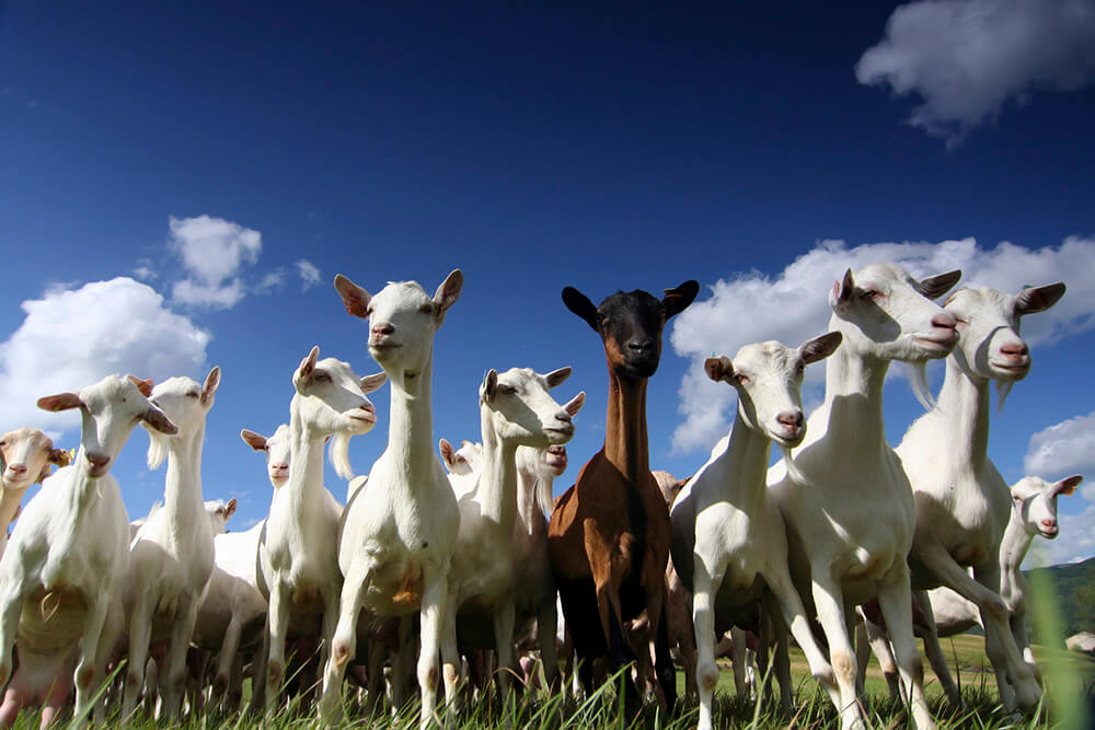 12 Reasons Never to Drink Goat's Milk PETA