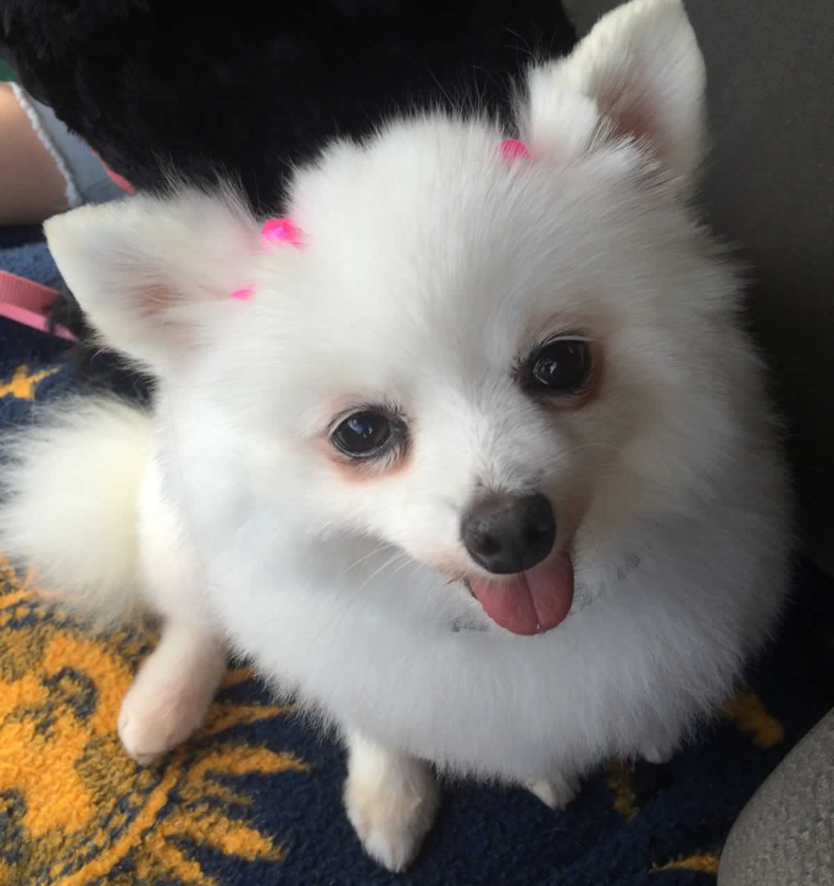 Impossibly Adorable Dog Joins Posse of Other Adorable Dogs (Photos) PETA