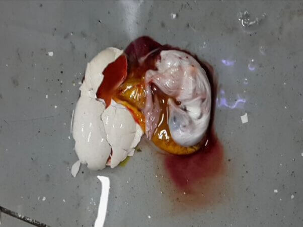 Considering Doing a ChickHatching Project? Please Don't. PETA