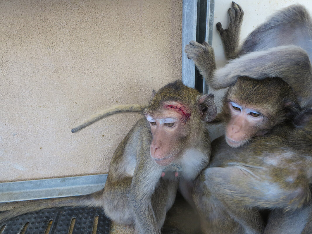 Could the Next COVID19 Wave Come From Monkey Labs? PETA