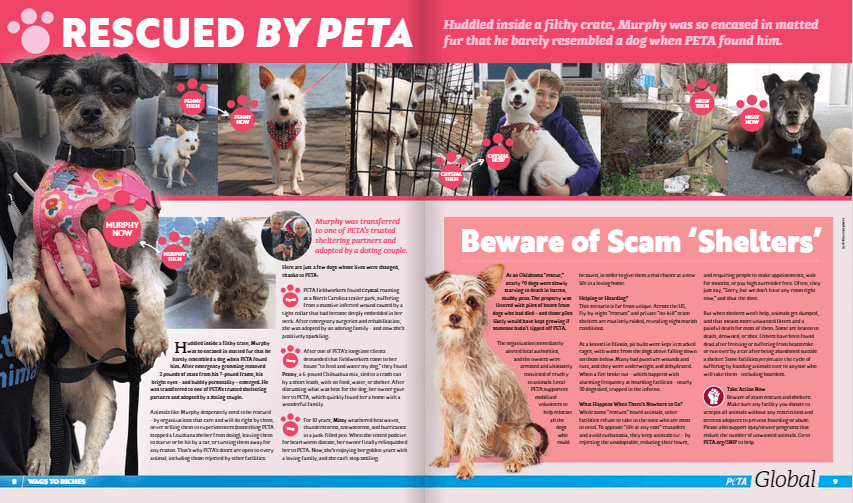 'PETA Global' THE Magazine of the Animal Rights Movement PETA