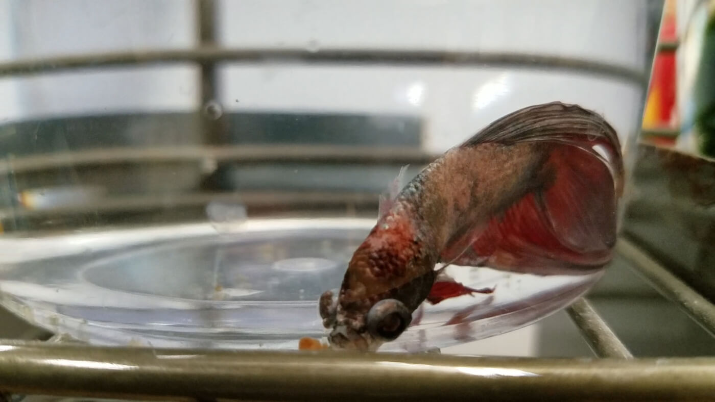 Suffering, Death Exposed At Colorado Petco Stores | Peta