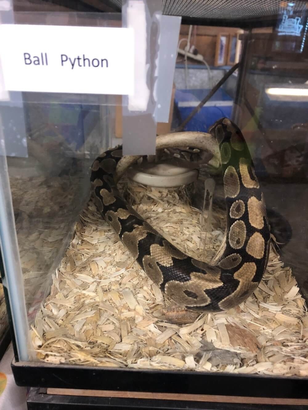 9 Reasons Why Buying a Snake Is a Terrible Idea PETA