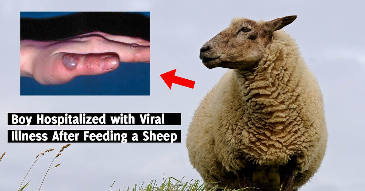 Can Dogs Get Sick From Sheep