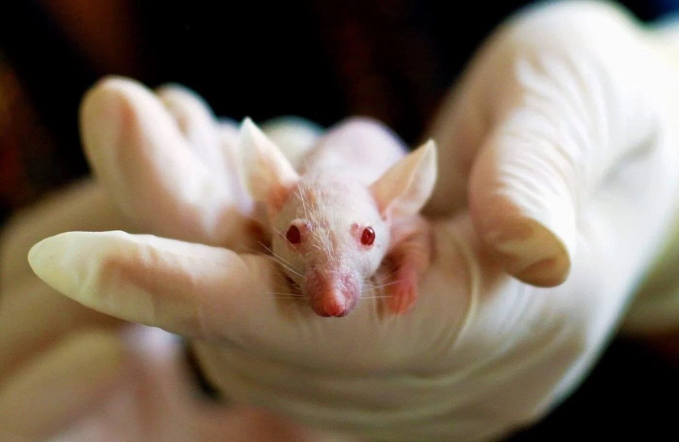 Animal Testing Pros and Cons Exploring the Ethical and Scientific