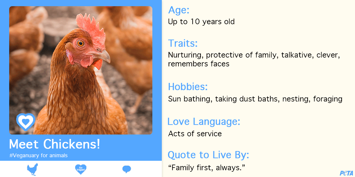 Celebrate ‘Veganuary’ for These Animals and All Others PETA