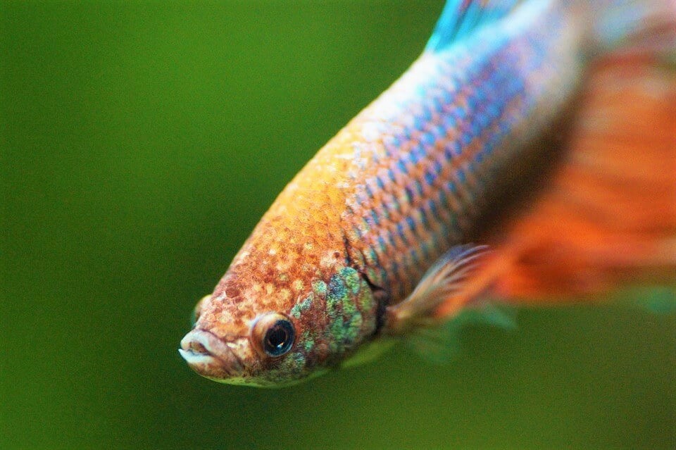 Is It Cruel to Keep Fish in Tanks? PETA