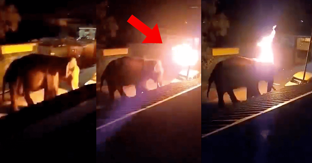 Men Caught on Camera Setting Elephant on Fire PETA