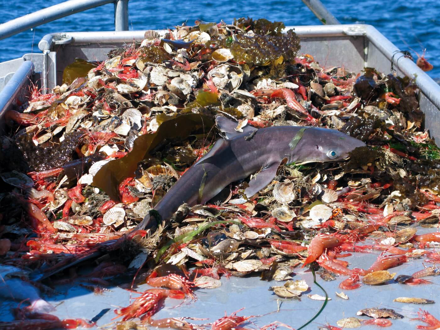 What Is ‘Bycatch’? Is ‘DolphinSafe’ Tuna Really Safe? PETA
